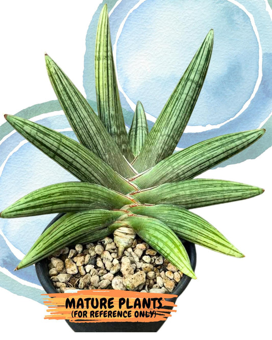 Sansevieria Diablo (#Ra33) | Very New hybrids