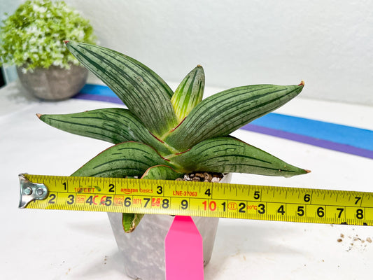 Sansevieria Diablo (#Ra33) | Very New hybrids