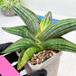 Sansevieria Diablo (#Ra33) | Very New hybrids