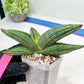 Sansevieria Diablo (#Ra33) | Very New hybrids