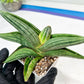 Sansevieria Diablo (#Ra33) | Very New hybrids