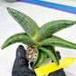 Sansevieria Diablo (#Ra33) | Very New hybrids