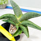 Sansevieria Diablo (#Ra33) | Very New hybrids