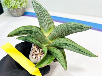Sansevieria Diablo (#Ra33) | Very New hybrids