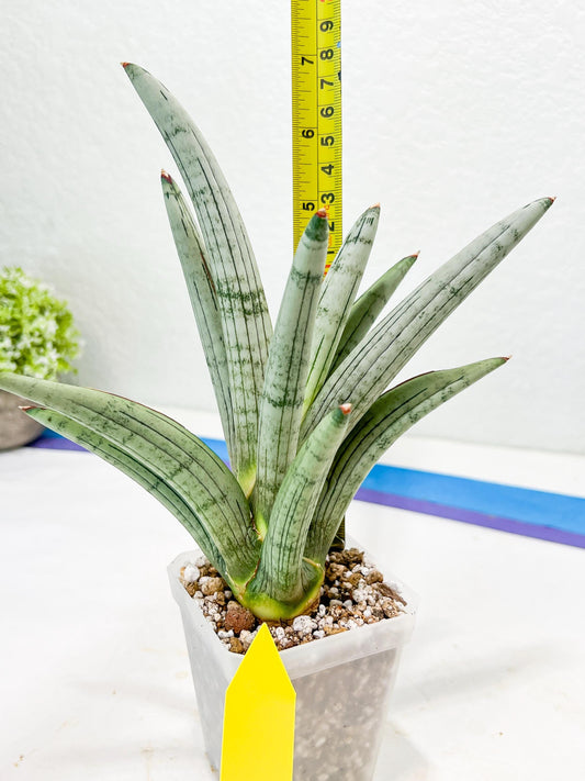Sansevieria Angel (PH7) | Embark on a Rare Plant Adventure