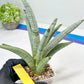 Sansevieria Angel (PH7) | Embark on a Rare Plant Adventure