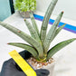 Sansevieria Angel (PH7) | Embark on a Rare Plant Adventure