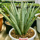 Sansevieria Angel XL (#C7) | TImported Plants | Rare Hybrid Species