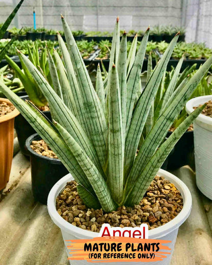 Sansevieria Angel XL (#C7) | TImported Plants | Rare Hybrid Species