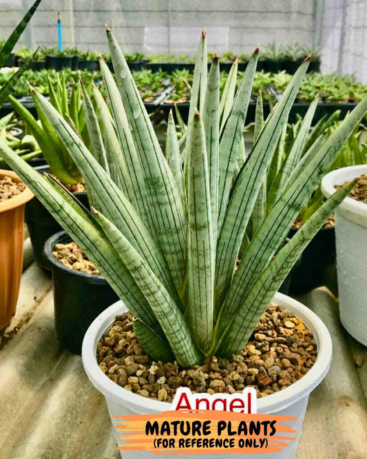 Sansevieria Angel XL (#C7) | TImported Plants | Rare Hybrid Species