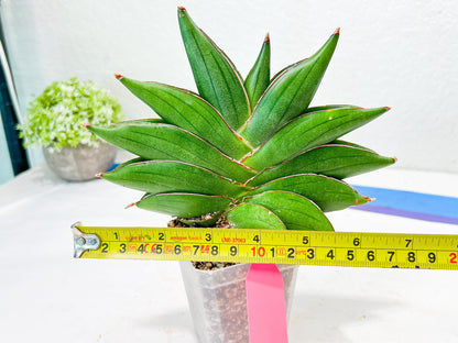 Sansevieria Bilbao (#RA30) | Rare Hybrid Species