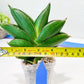 Sansevieria Bilbao (#RA30) | Rare Hybrid Species