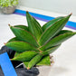 Sansevieria Bilbao (#RA30) | Rare Hybrid Species