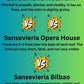 Sansevieria Opera House (#RA28) | Imported Indoor Snake Plant