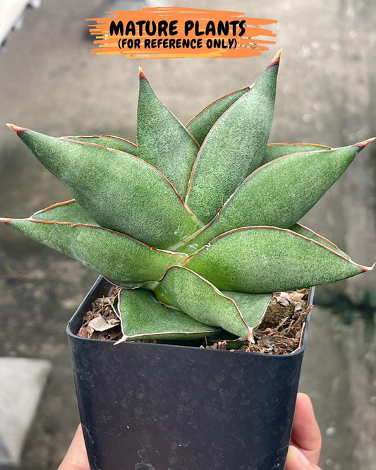 Sansevieria Noah's Ark (RA29) | Imported Plants | Rare Hybrid Species