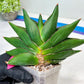 Sansevieria Opera House (#RA28) | Imported Indoor Snake Plant