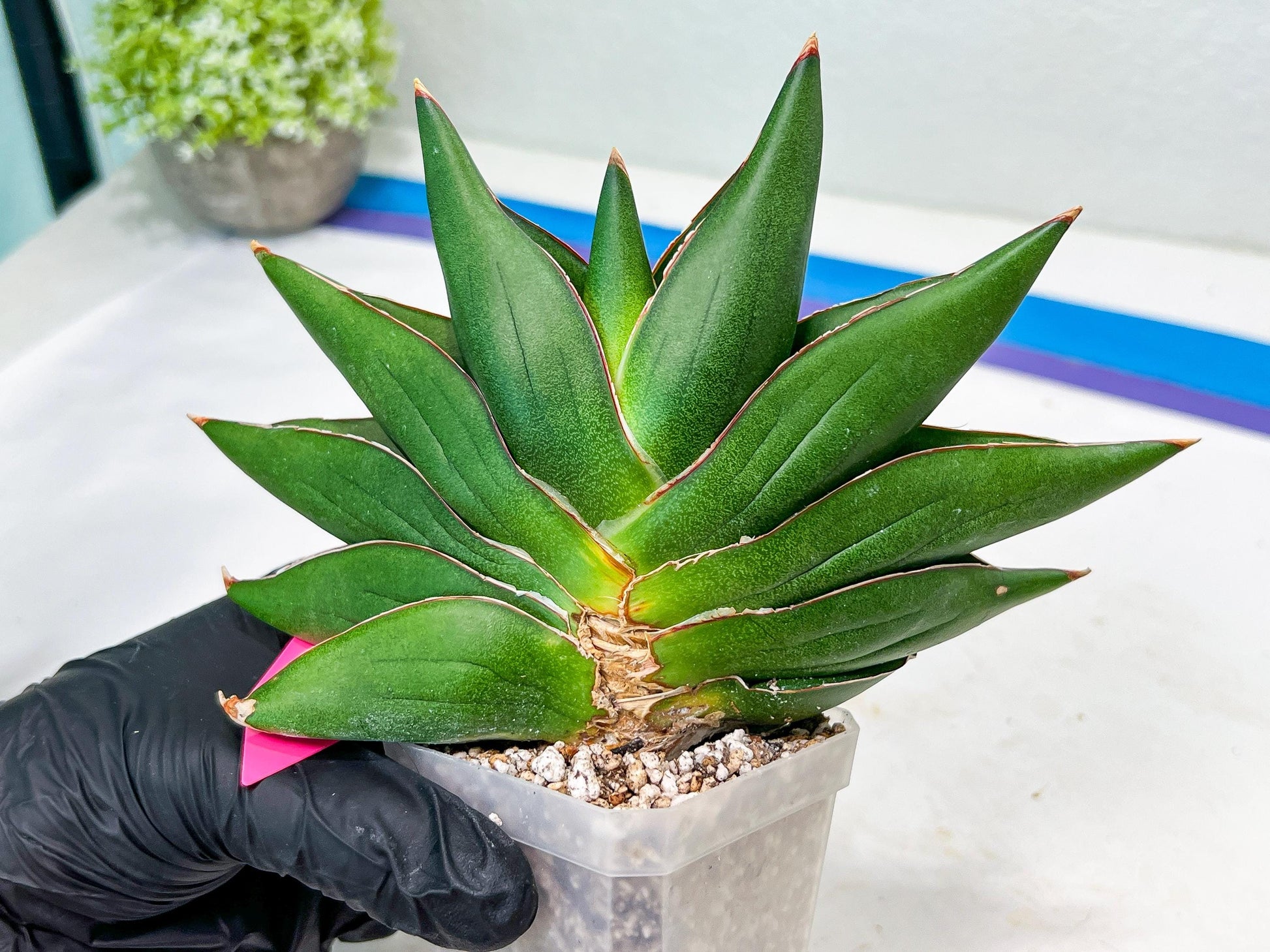 Sansevieria Opera House (#RA28) | Imported Indoor Snake Plant