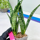 Sansevieria Hybrid Everest | Imported Plants | Rare Hybrid Species