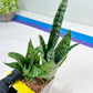 Sansevieria Hybrid Everest | Imported Plants | Rare Hybrid Species