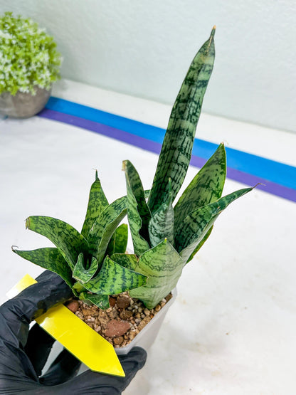 Sansevieria Hybrid Everest (#Ra36) | Imported Plants | Rare Hybrid Species