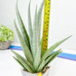 Sansevieria Opera House (#Ra38) | Imported hybrids