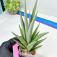 Sansevieria Opera House (#Ra38) | Imported hybrids