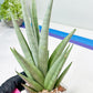 Sansevieria Opera House (#Ra38) | Imported hybrids