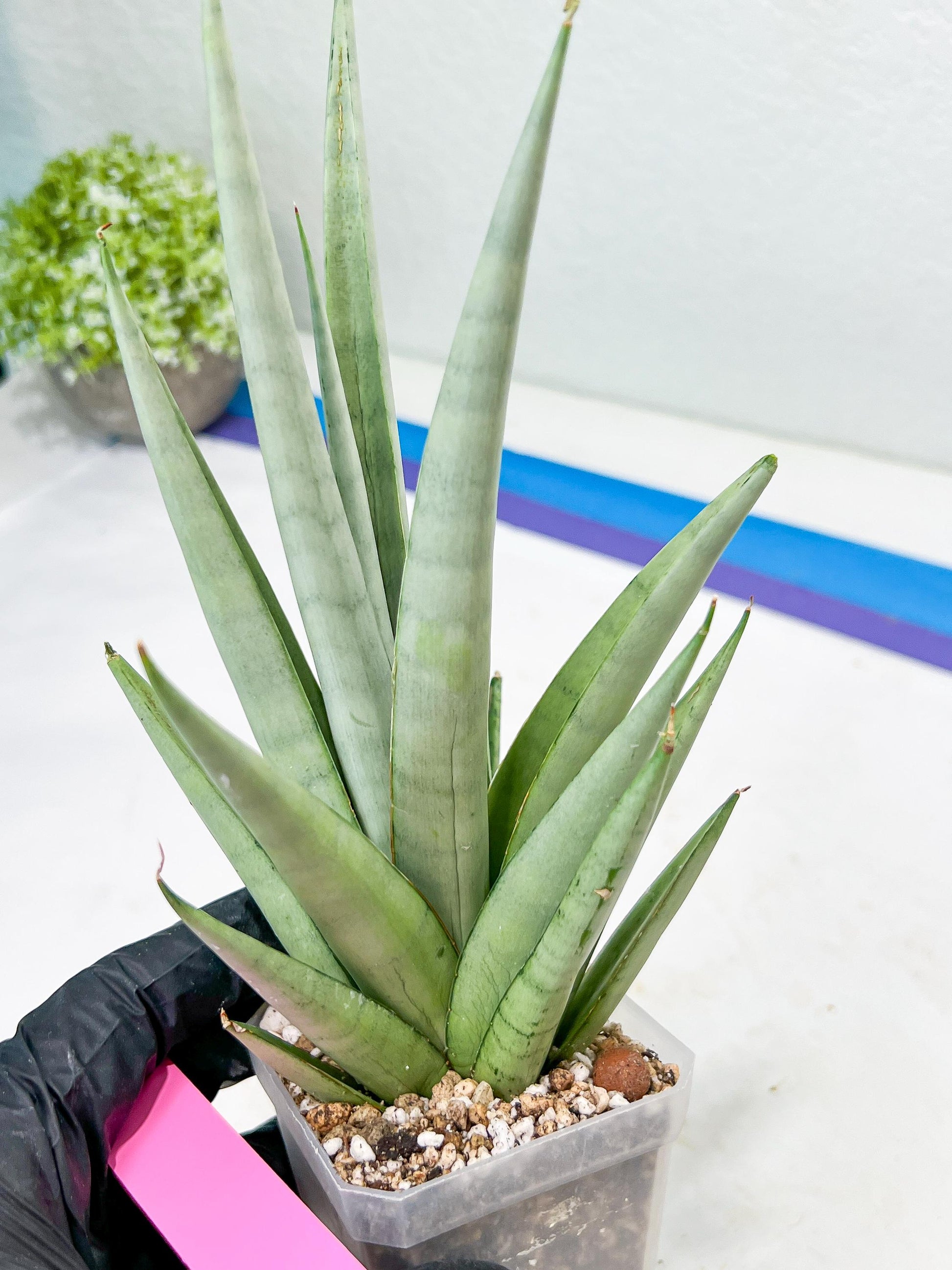 Sansevieria Opera House (#Ra38) | Imported hybrids