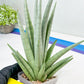 Sansevieria Opera House (#Ra38) | Imported hybrids