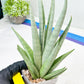 Sansevieria Opera House (#Ra38) | Imported hybrids