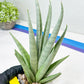 Sansevieria Opera House (#Ra38) | Imported hybrids