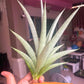 Sansevieria Opera House (#Ra38) | Imported hybrids