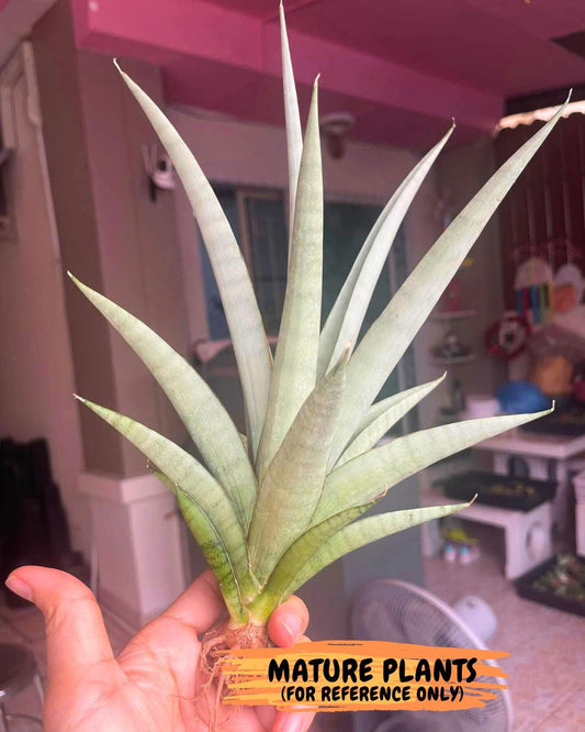 Sansevieria Opera House (#Ra38) | Imported hybrids