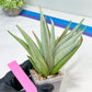 Sansevieria Frozen Trone (#PH19) | Imported Indoor Snake Plant