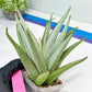 Sansevieria Frozen Trone (#PH19) | Imported Indoor Snake Plant