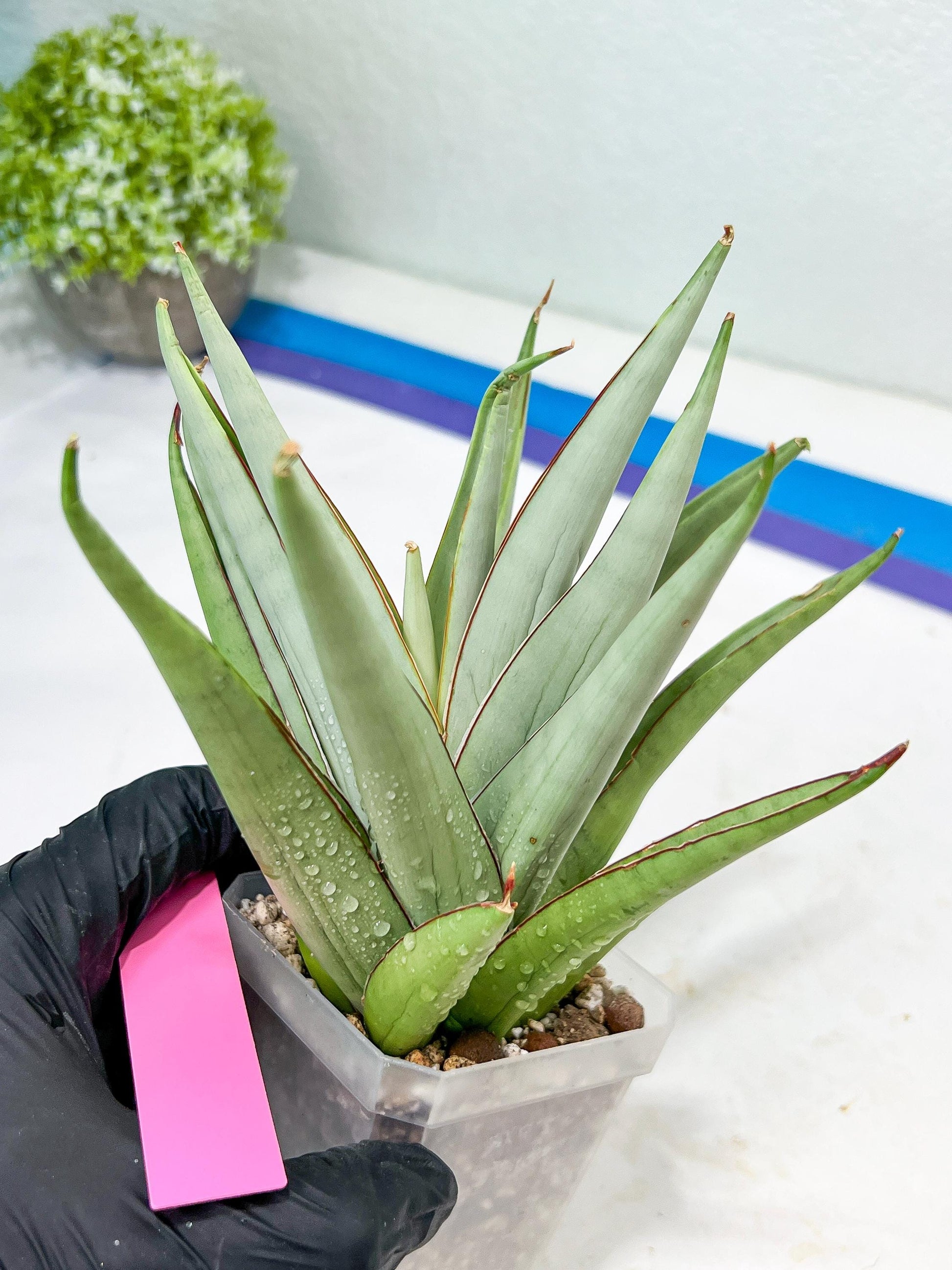 Sansevieria Frozen Trone (#PH19) | Imported Indoor Snake Plant