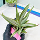 Sansevieria Frozen Trone (#PH19) | Imported Indoor Snake Plant