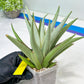 Sansevieria Frozen Trone (#PH19) | Imported Indoor Snake Plant