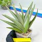 Sansevieria Frozen Trone (#PH19) | Imported Indoor Snake Plant