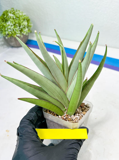 Sansevieria Frozen Throne (#Ra38) | Imported Indoor Snake Plant