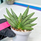 Sansevieria Nilin (#AC2) | Rare Imported Snake plant