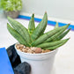 Sansevieria Nilin (#AC2) | Rare Imported Snake plant