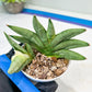 Sansevieria Nilin (#AC2) | Rare Imported Snake plant