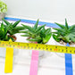 Sansevieria Crazy Crab (#AC4) | Imported Hybrid Snake Plants