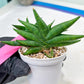 Sansevieria Crazy Crab (#AC4) | Imported Hybrid Snake Plants