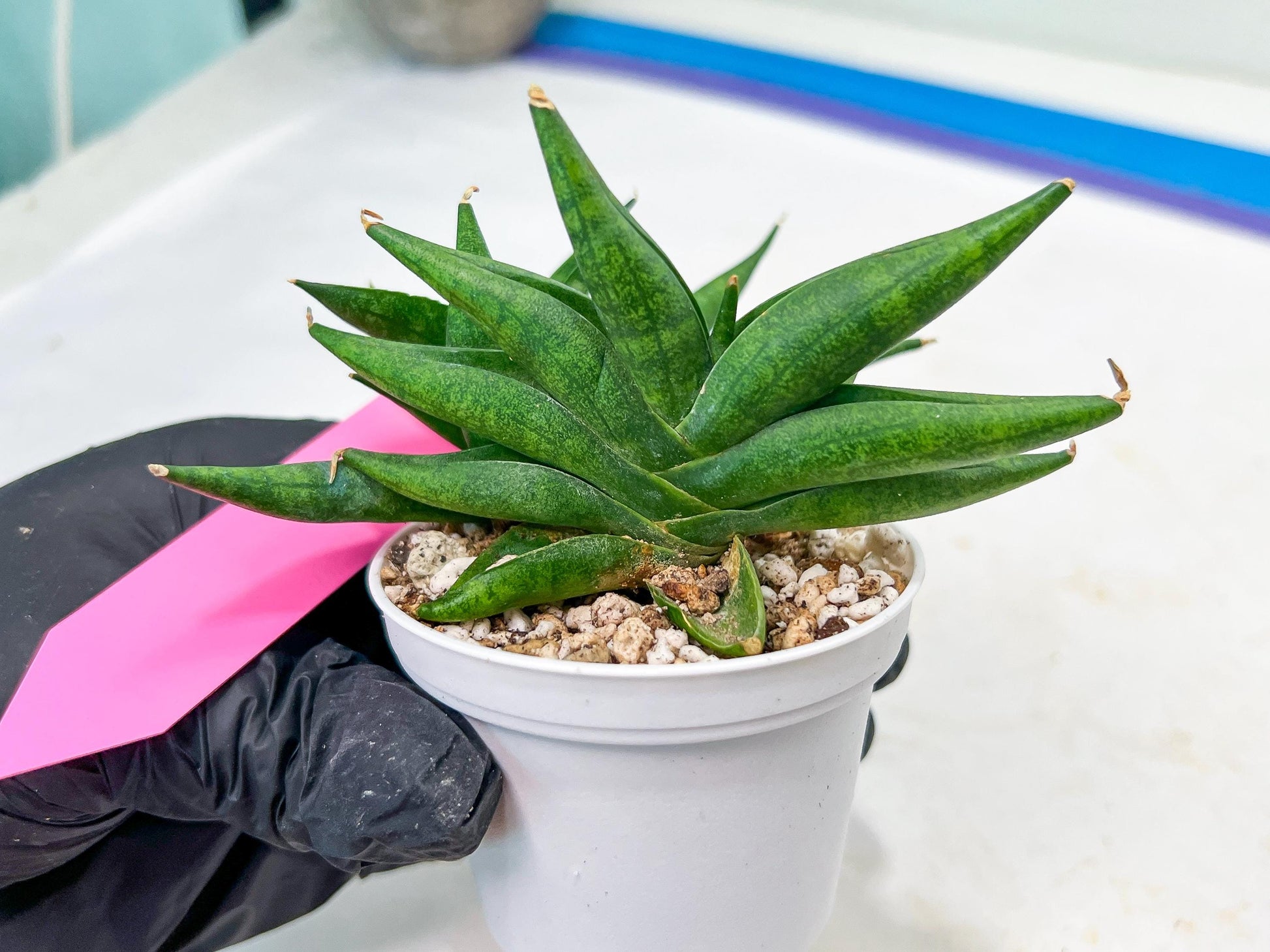 Sansevieria Crazy Crab (#AC4) | Imported Hybrid Snake Plants