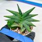 Sansevieria Crazy Crab (#AC4) | Imported Hybrid Snake Plants