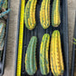 Imported Cactus for Grafting Purposes #1~3