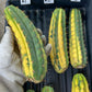 Imported Cactus for Grafting Purposes #1~3