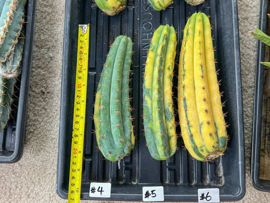 Thick Cactus for Grafting Purposes | Imported | #4~6
